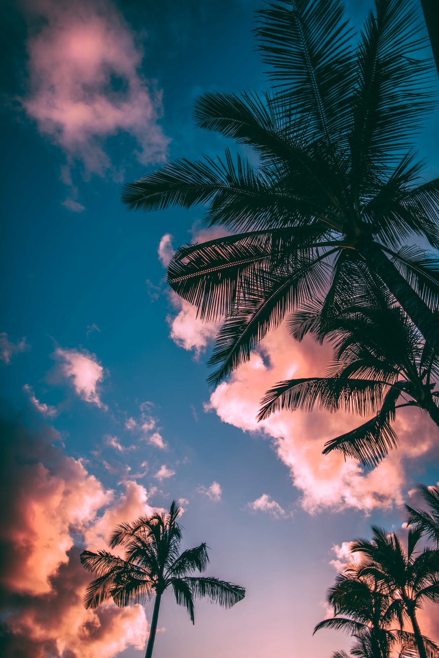 green and brown coconut trees under clear blue sky