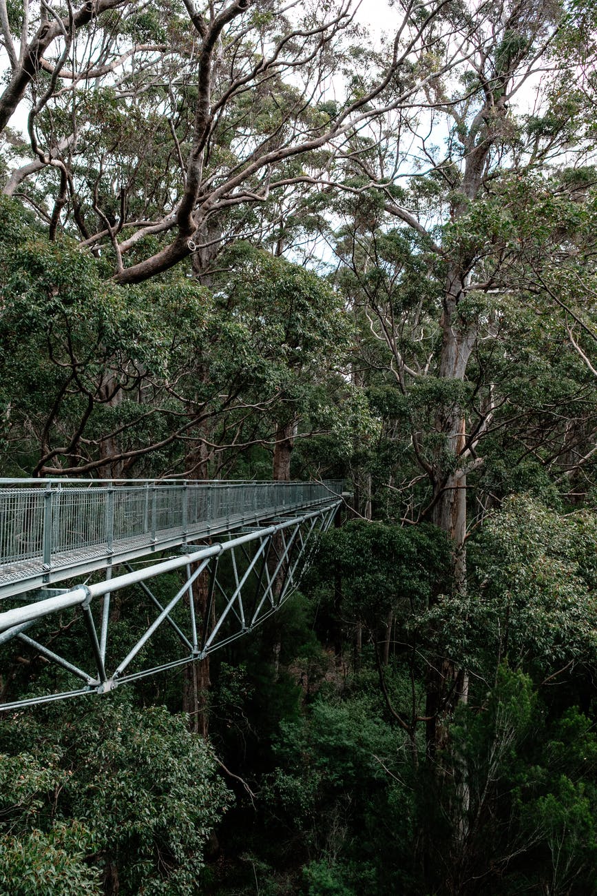footbridge over ravine in thick green forest